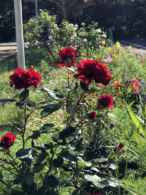 Ｊｕｎｅ　ゴーヤ日記