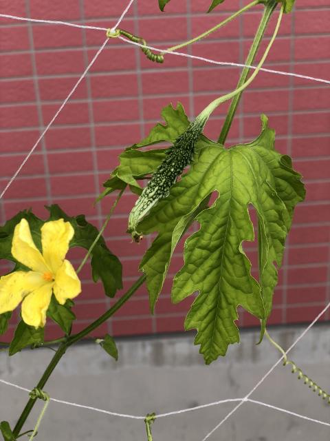 Ｊｕｎｅ　ゴーヤ日記