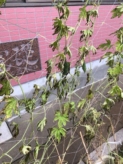 Ｊｕｌｙ　ゴーヤ大被害
