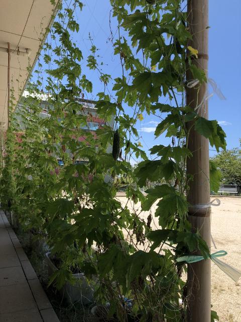 Ａｕｇｕｓｔ　ゴーヤ日記