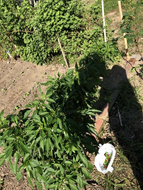 Ｓｅｐｔｅｍｂｅｒ　ゆず胡椒作り