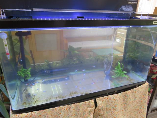 4・2019　花と魚