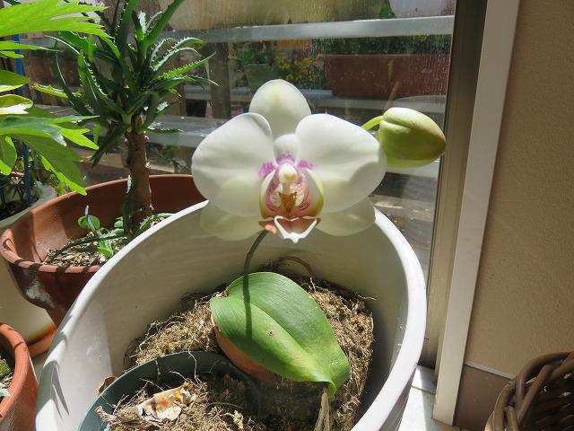 4・2019　ランランラン