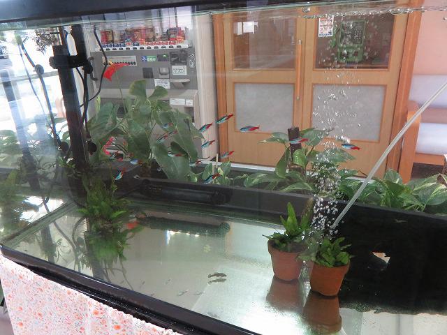 5・2019　めだかの赤ちゃん