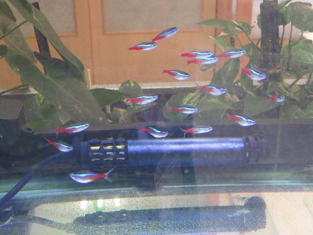 6・2019　エビデイ