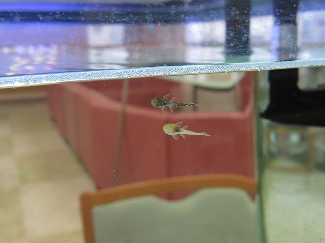 12・2019　熱帯魚の赤ちゃんが・・・