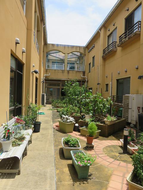 7・2020  　中庭の菜園