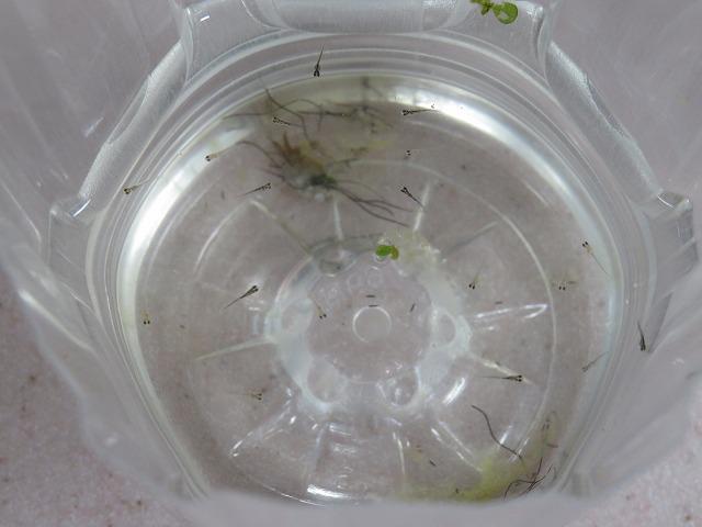 7・2020   メダカの稚魚