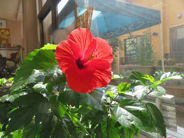 8・2020  暑さに負けず