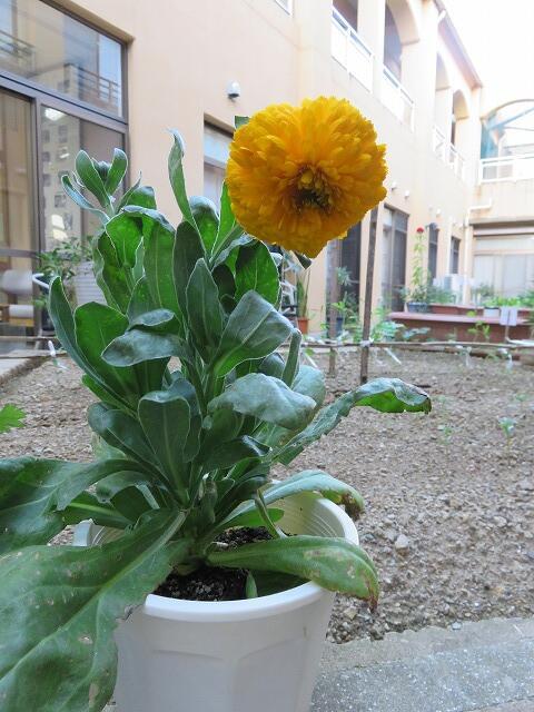 11・2020　お花のプレゼント