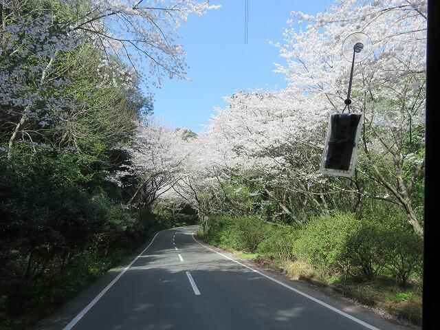 3・2021   お花見ドライブ～桜～