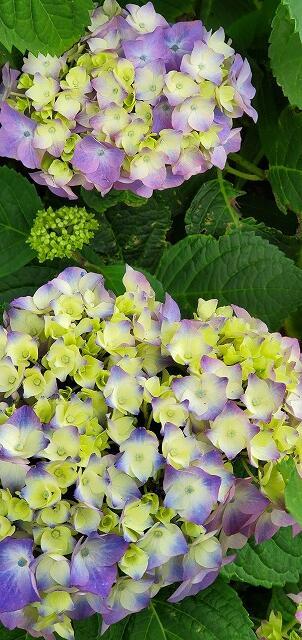 5・2021　　梅はうめ～の日(*'ω'*)