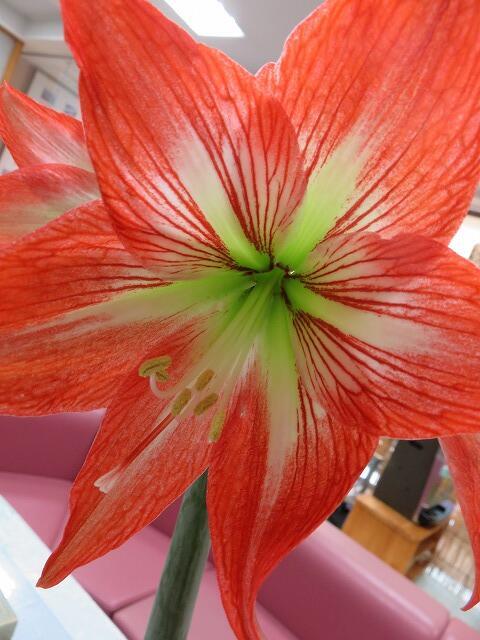 5・2021　　咲きました(*'ω'*)