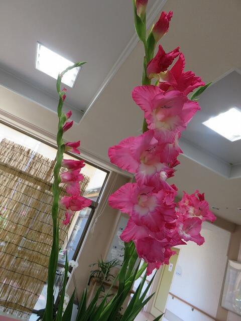 6・2021　グラジオラスが咲いた日(*'ω'*)