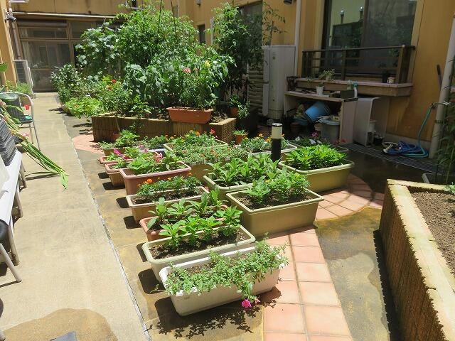 7・2021　花壇の様子は(*'ω'*)