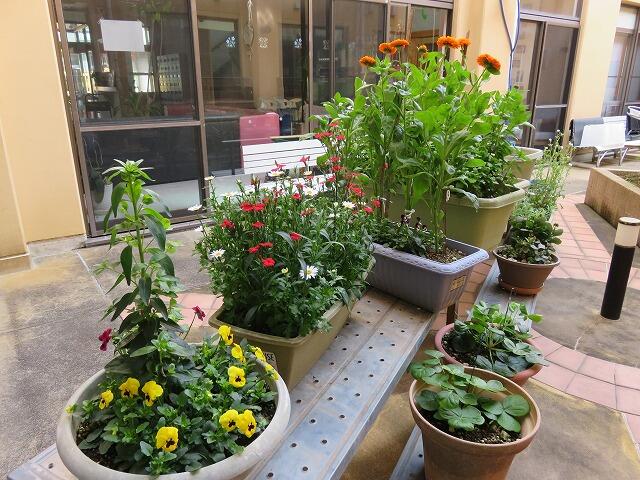 3・2022　花盛りの中庭(*'ω'*)です