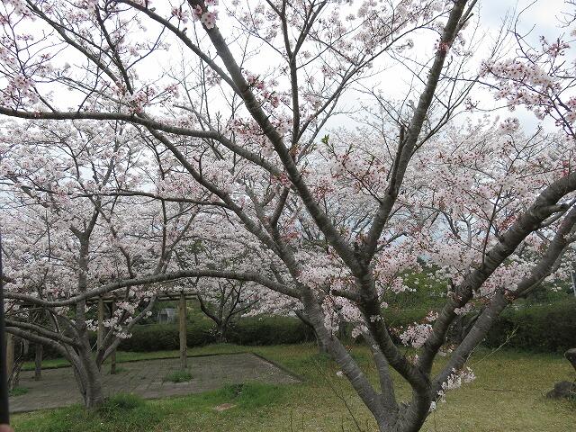 3・2022　桜　花見ドライブ(*'ω'*)