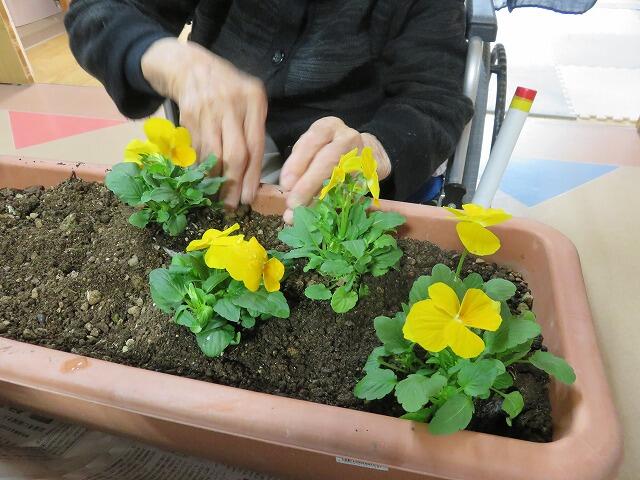 11・2022　諫早市より花苗が届きました(*'ω'*)