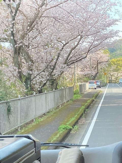 3・2023　お花見(*'ω'*)ドライブ～
