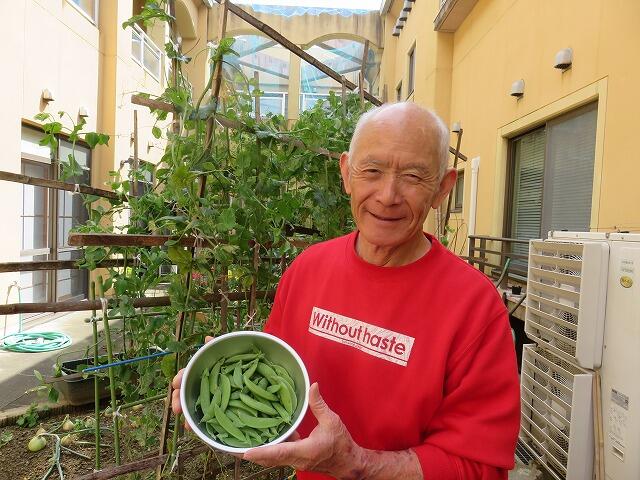 5・2023　中庭野菜の収穫(*'ω'*)