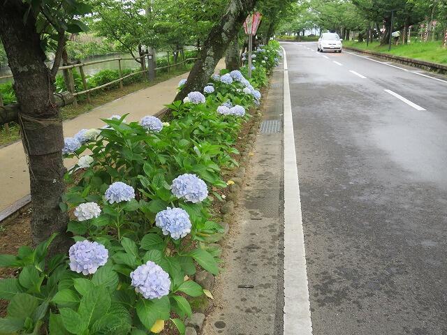 6・2023　花菖蒲見物に(*'ω'*)大村公園まで