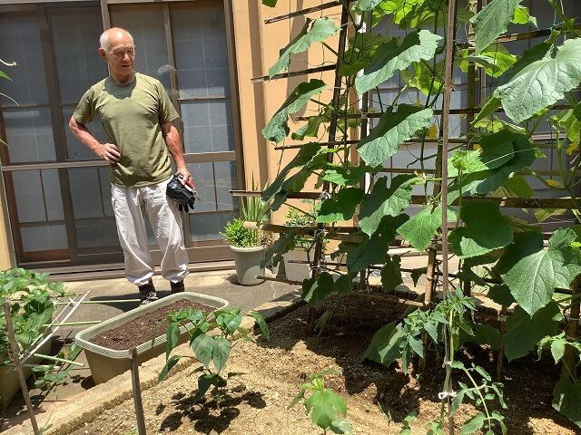 6・2023　夏野菜たち(*'ω'*)げんきに育ってます