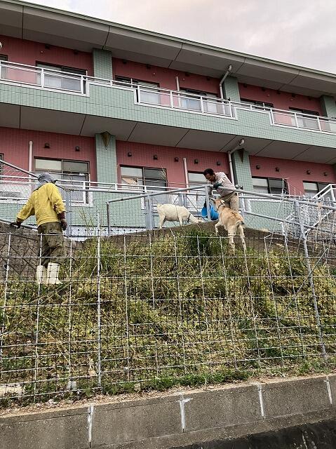 11・2023　やぎさんの柵造設(*'ω'*)