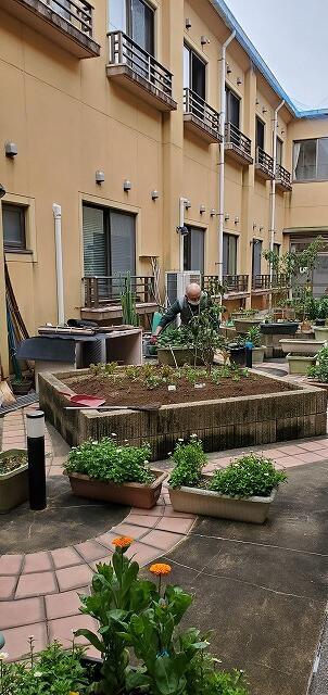 3・2024　中庭の菜園(*'ω'*)大人はもっと野菜を食べないと・・・