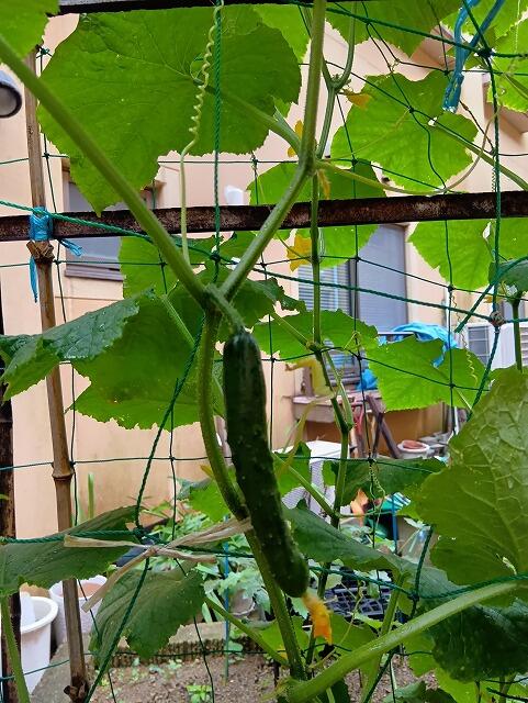 6・2025　中庭花植え(*'ω'*)