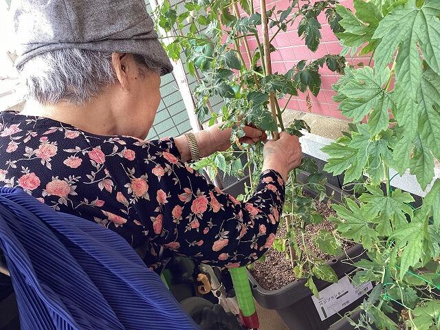 7・2025　福寿園の夏野菜(*'ω'*)