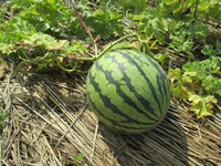 IMG_2869.JPG