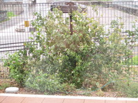 IMG_3700.JPG