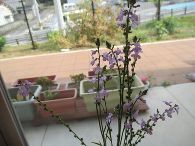 IMG_3882.JPG