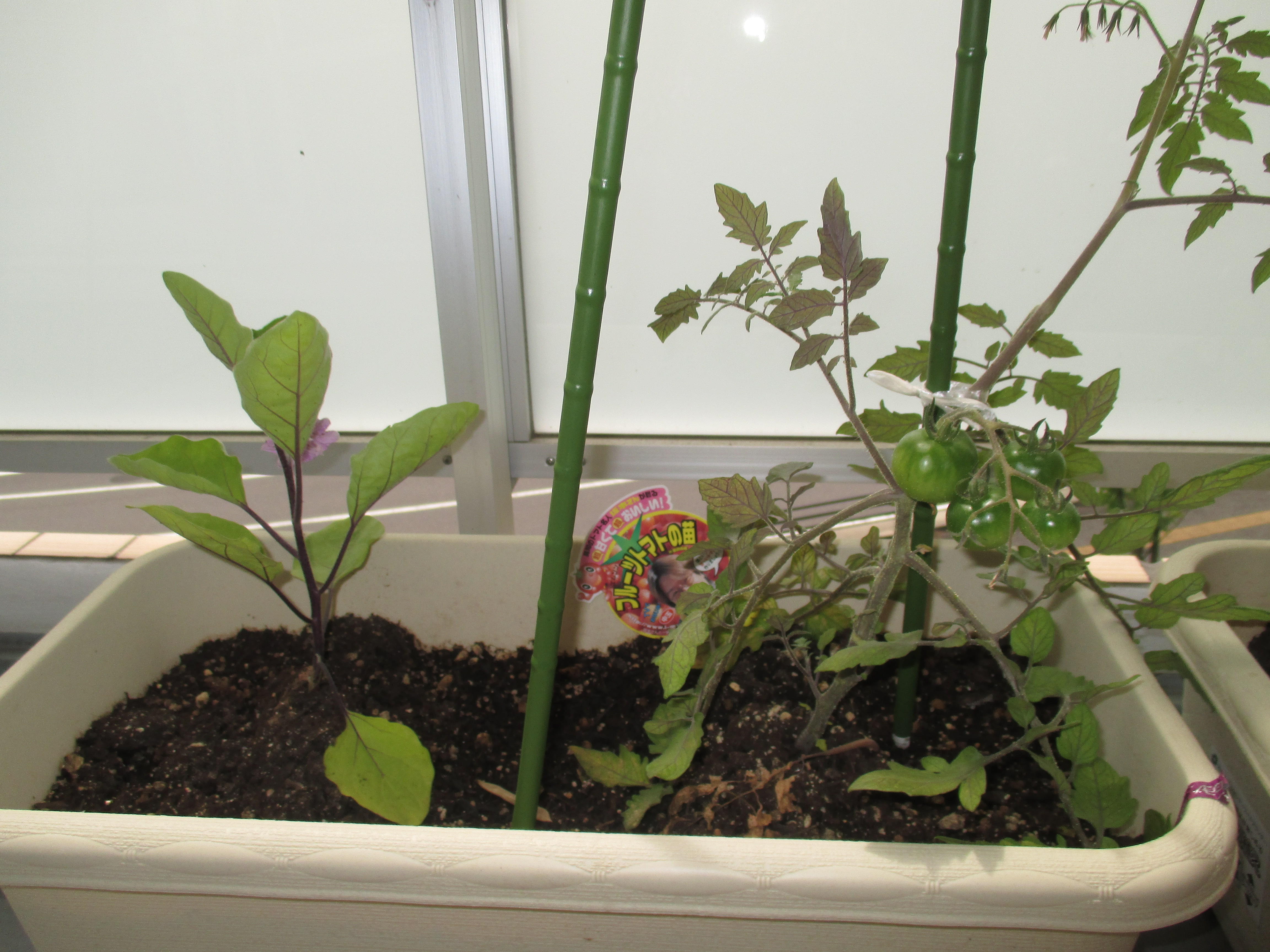 野菜づくりに挑戦(*^^)v