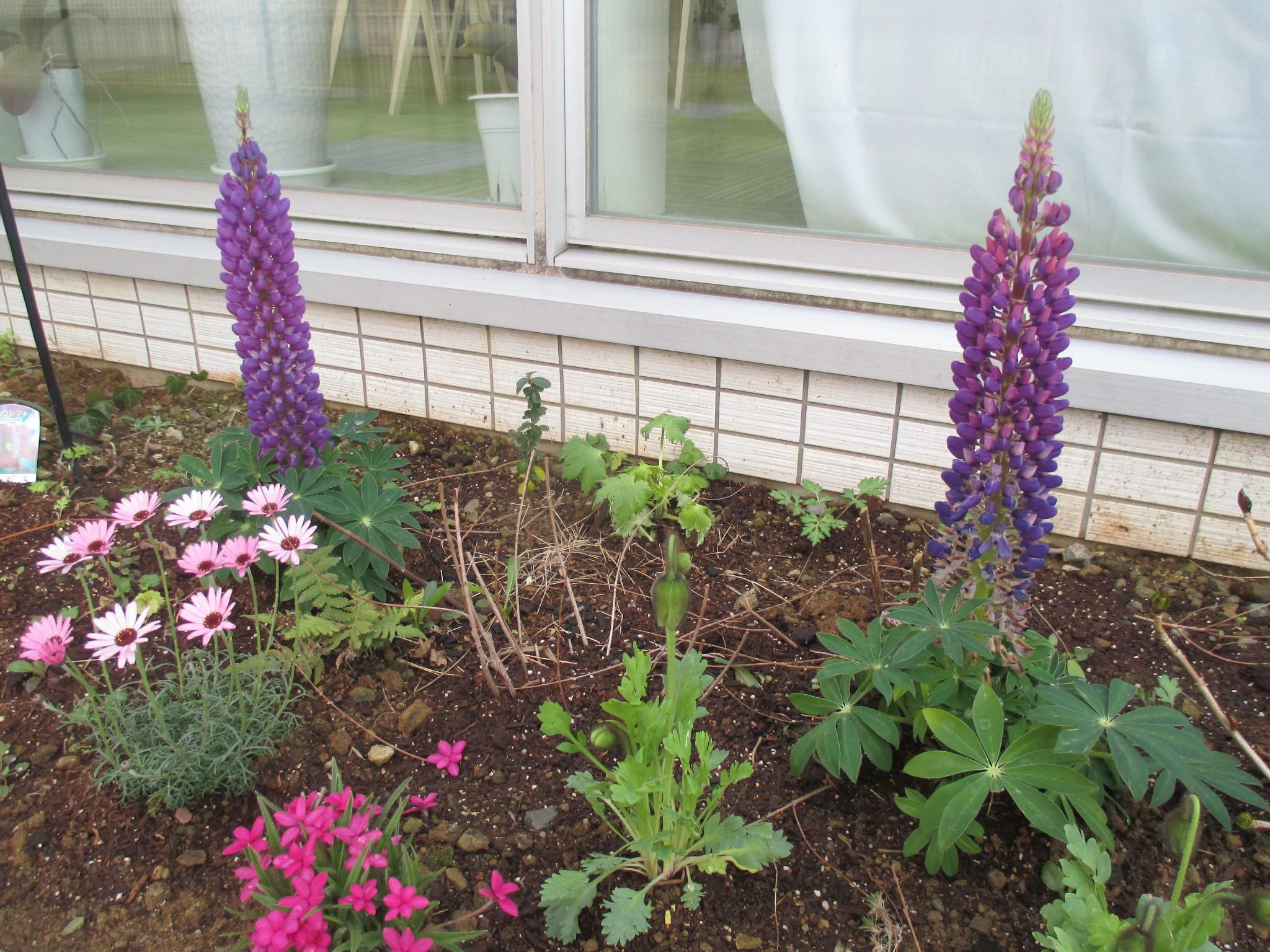 諫早中央の草花たち