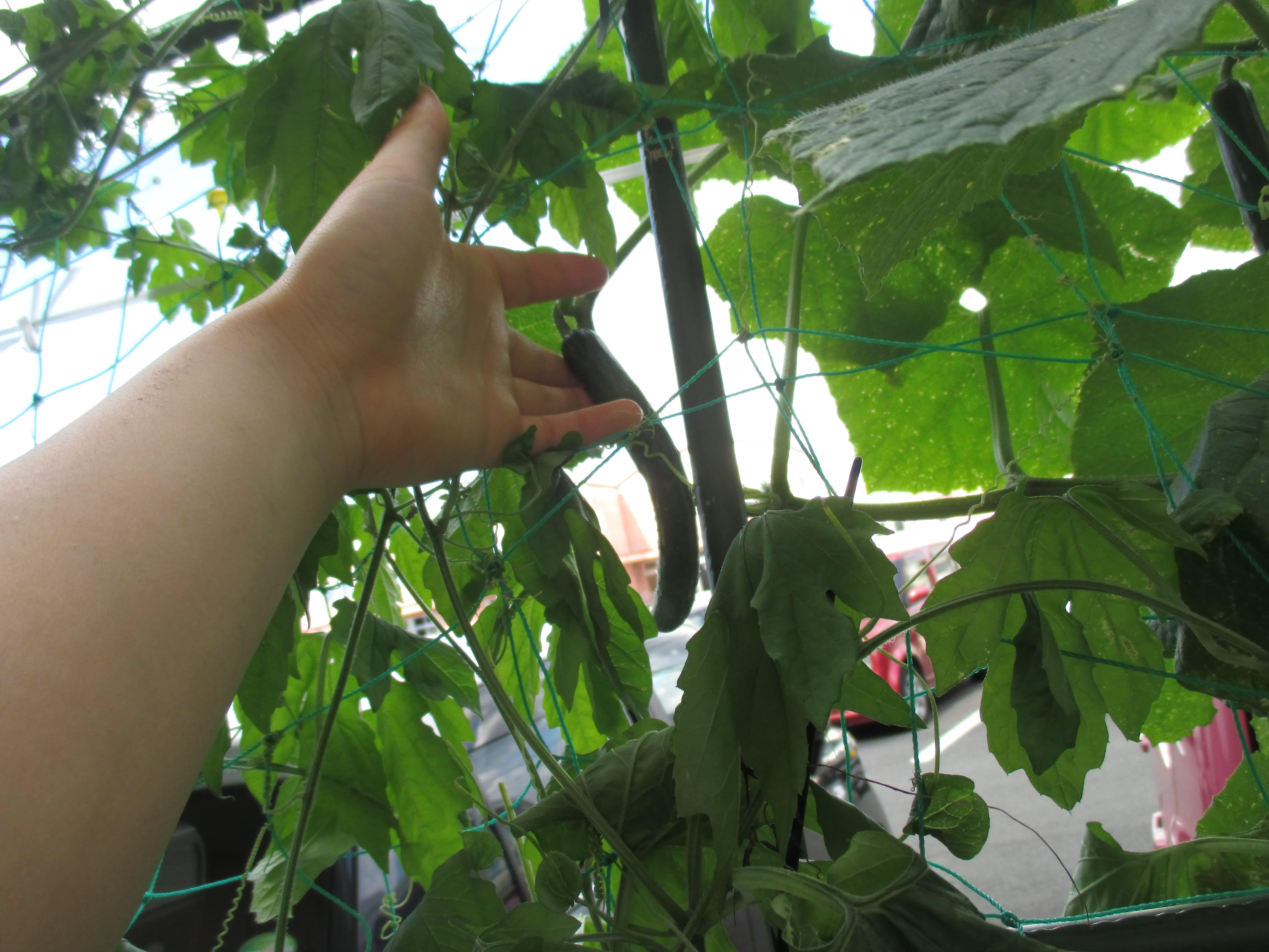 実は育ててました...！