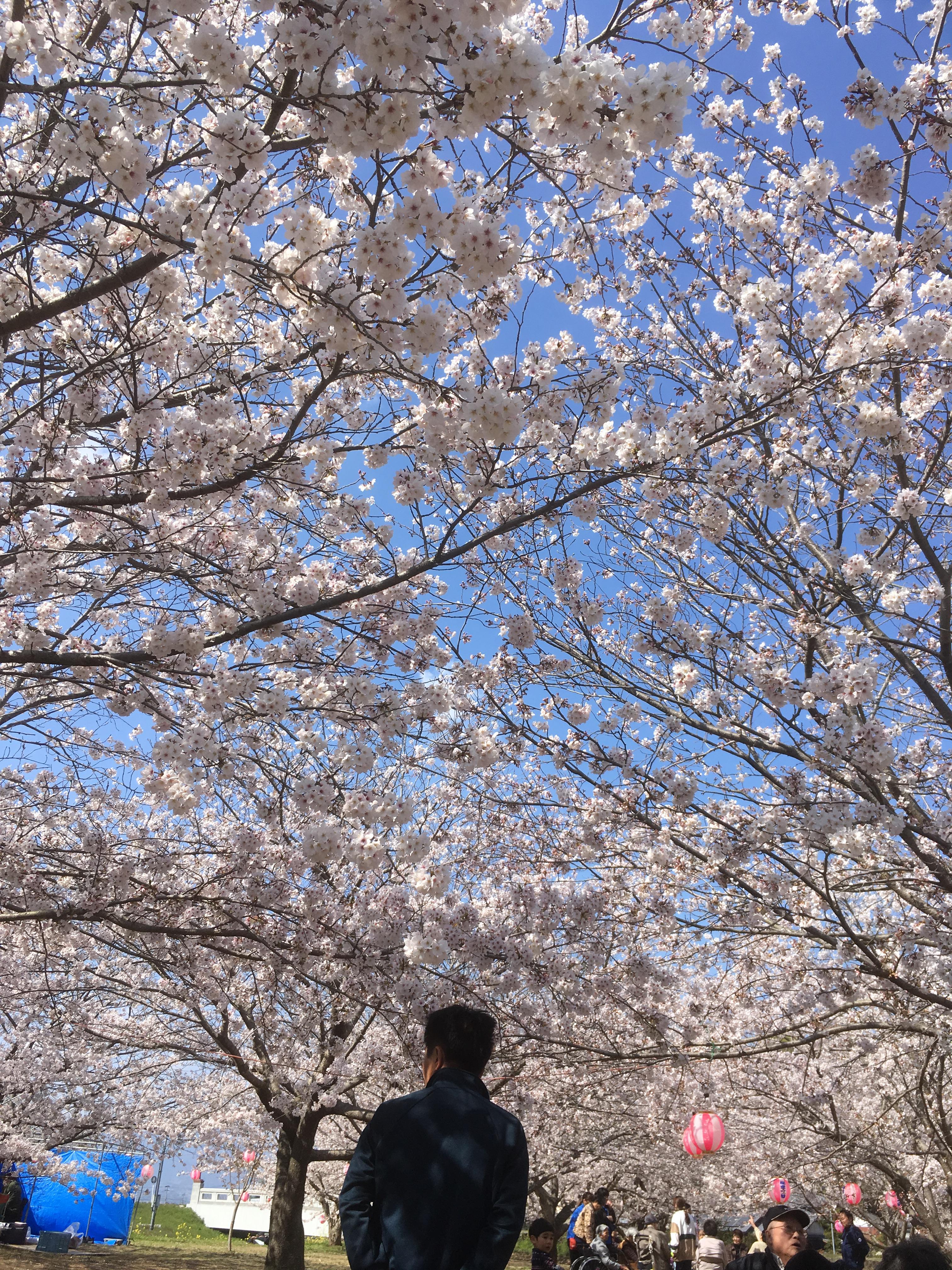 花見に行ってきました