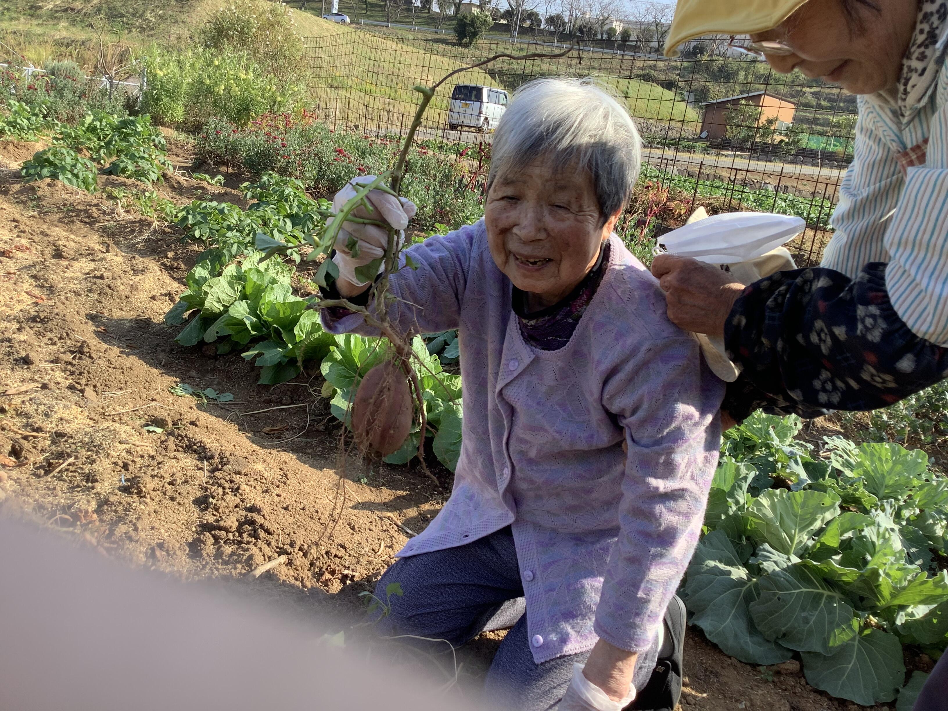芋掘り