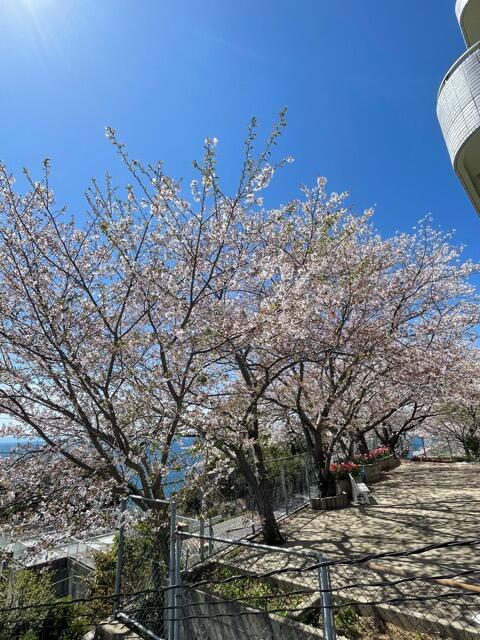 春になりました☆