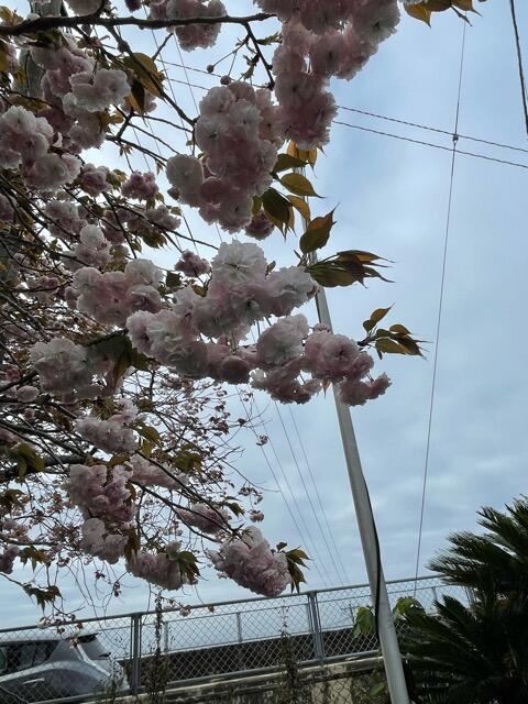 八重桜
