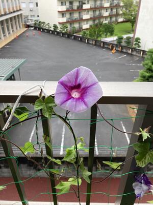 開花宣言   in奏