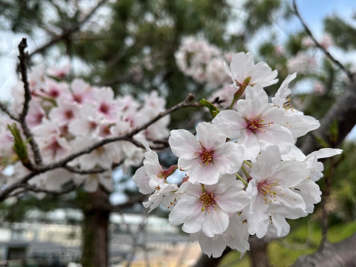 桜が満開